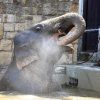 HUNGARY-ANIMALS A keeper refreshes eighteen-year old elephant bull Assam with water in a pool of Budapest Zoo and Botanic Garden on August 10, 2017. / AFP PHOTO / ATTILA KISBENEDEK
