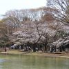 حديقة يويوجي (Yoyogi Park) حديقة يويوجي (Yoyogi Park)