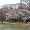 حديقة يويوجي (Yoyogi Park) حديقة يويوجي (Yoyogi Park)