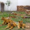 Newborn lions cubs are pictured inside their cage after being born in captivity amid the coronavirus disease (COVID-19) pandemic at Altiplano's zoo in San Pablo Apetatitlan, in Tlaxcala state, Mexico, November 20, 2020. REUTERS/Edgard Garrido